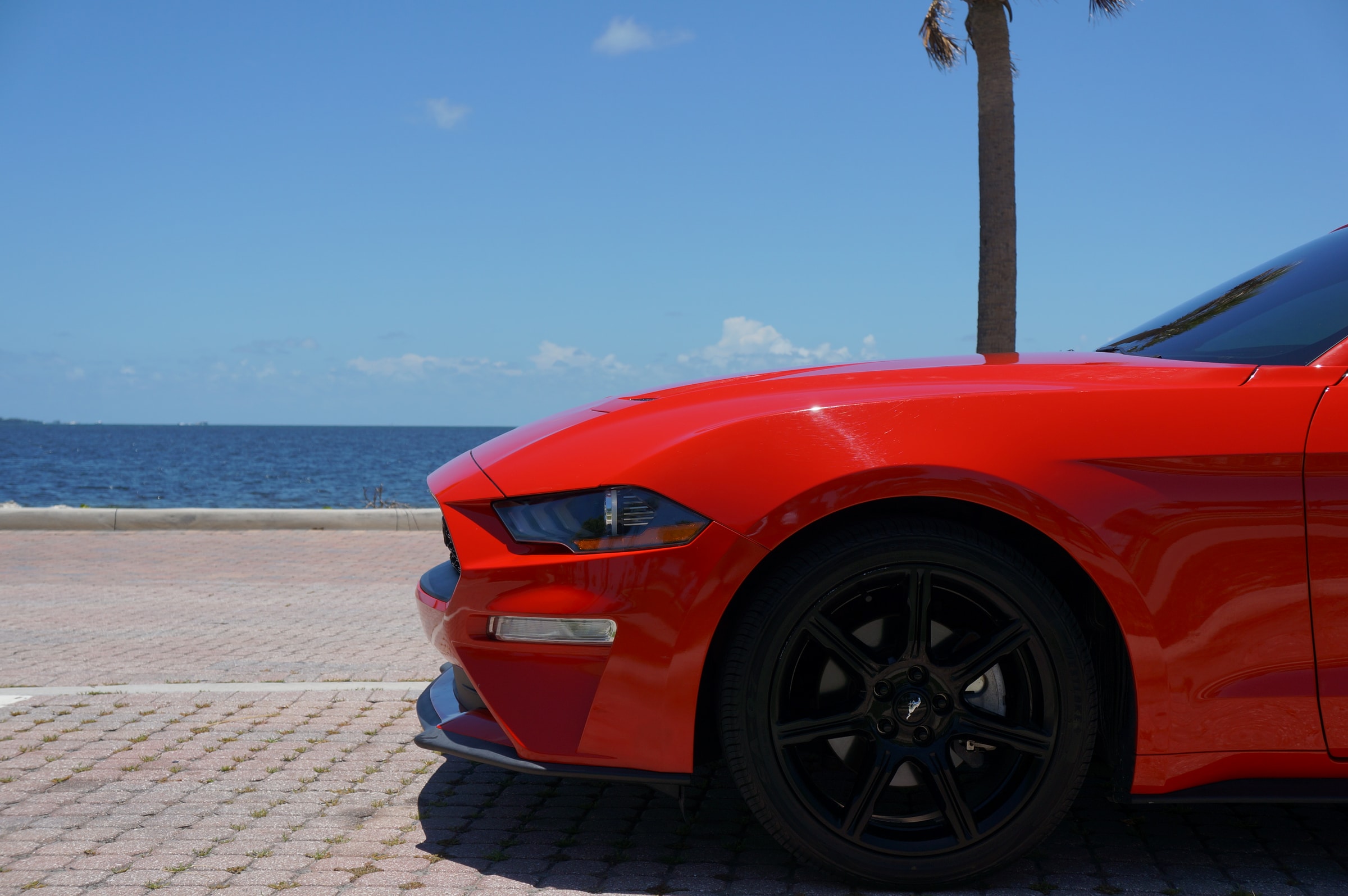 The front quarter of a red Ford Mustang beside blue water, with a palm tree against the sky.
